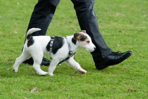 Hundeschule