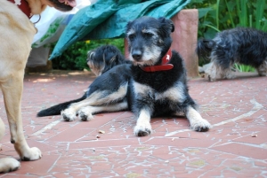 Hundepension
