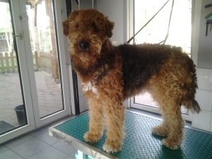 Hundesalon